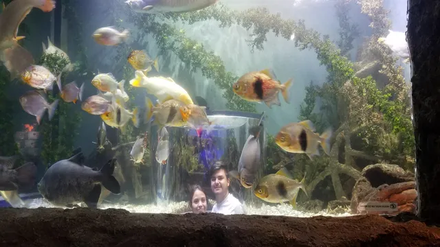 Acuario De Nuevo Laredo