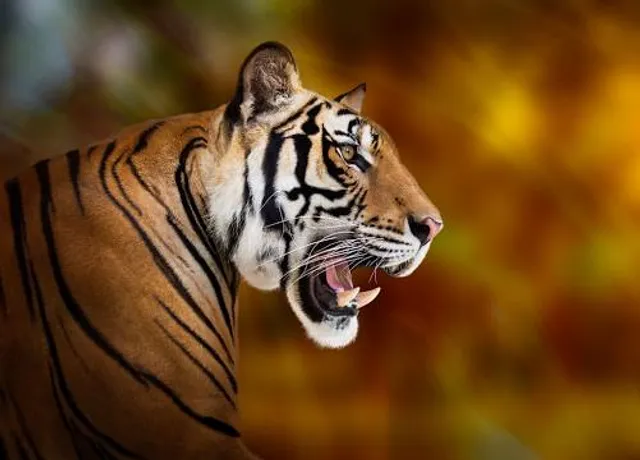 Museum of Mummies Celaya