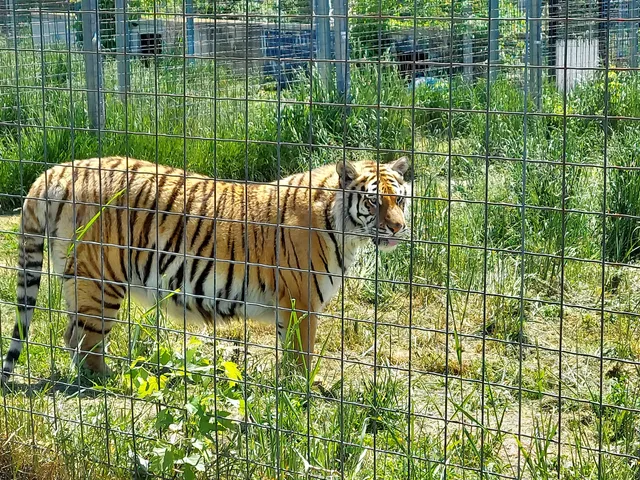 Wisconsin Big Cat Rescue