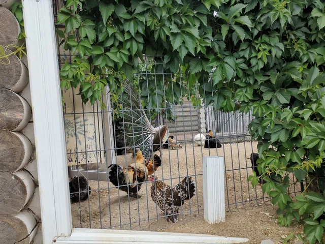 U Lukomor'ya, Pitomnik