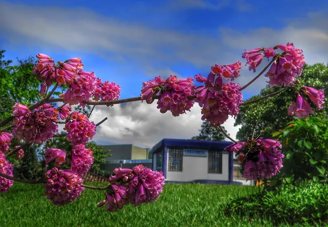 UFSC NEA - Nucleo de Estudos Açorianos