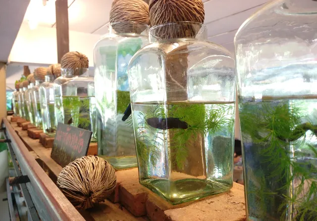 Siamese Fighting Fish Gallery