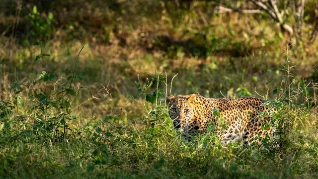 Jhalana Leopard Safari Park