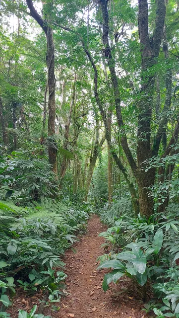 Trilha costa da lagoa