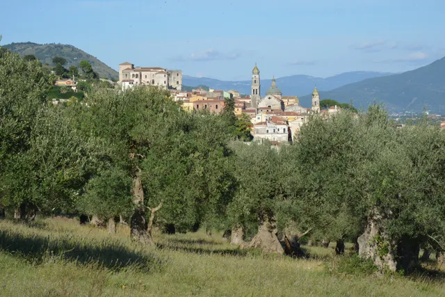 Paesaggio rurale storico degli Olivi di Venafro - Fondazione Mario Lepore