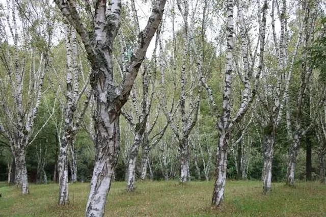 Forstliches Arboretum Liliental