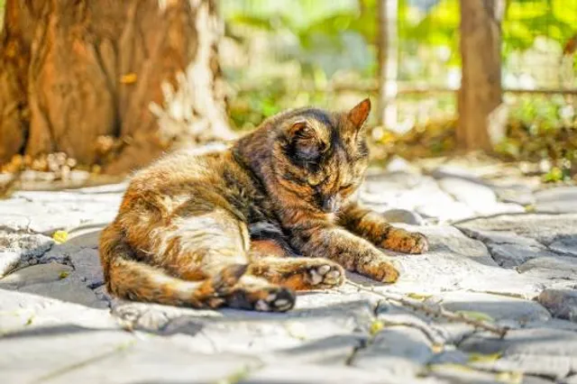 Saint William Grant Park