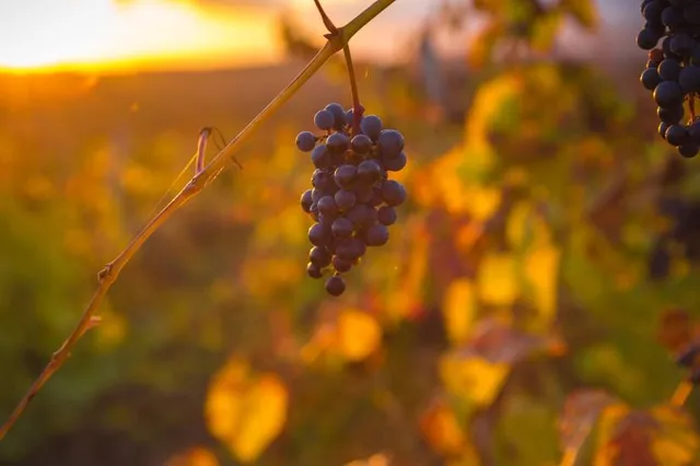 Galena Cellars Vineyard