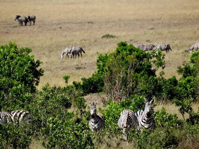 Parque Olivar del Zaudin