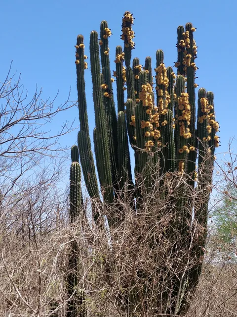 Adolfo López Mateos (Jahuara Segundo)