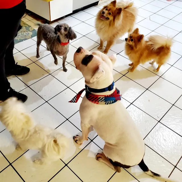 Dee Dee's Pet Retreat LLC