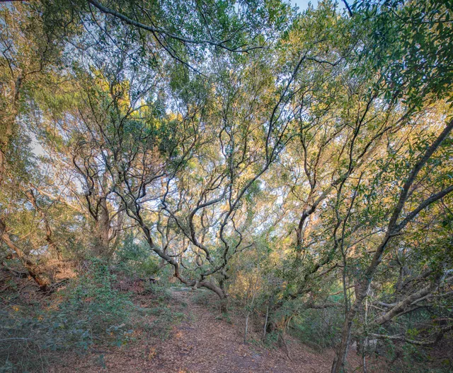 Ingram Dunes Nature Preserve