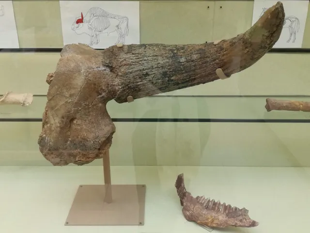 Museo del Territorio "Luigi Ghirotti" Riccione