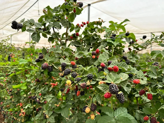 Barak's Berries - קטיף פירות יער עצמי