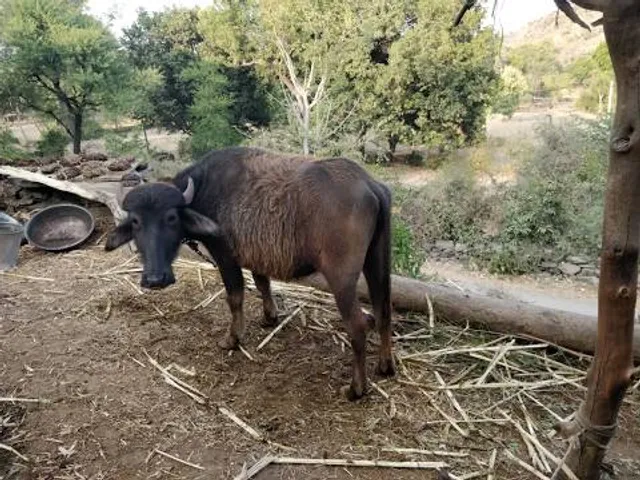 Pilikula Biological Park