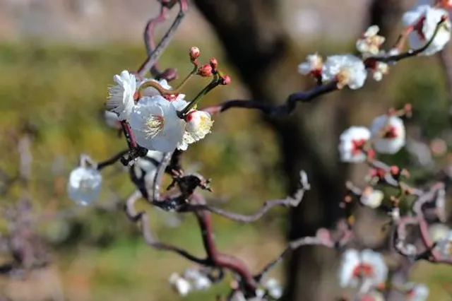 Bending Branch Winery