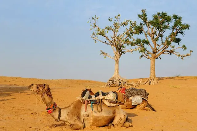 Pushkar Adventure Camp & Desert Camel Safari