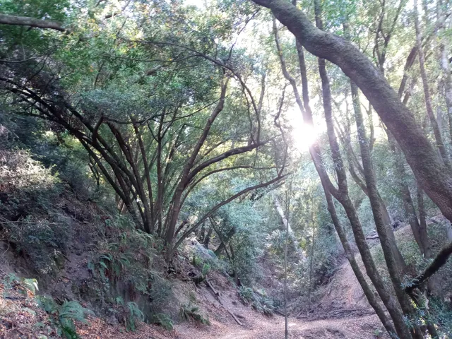 Huckleberry Botanic Regional Preserve