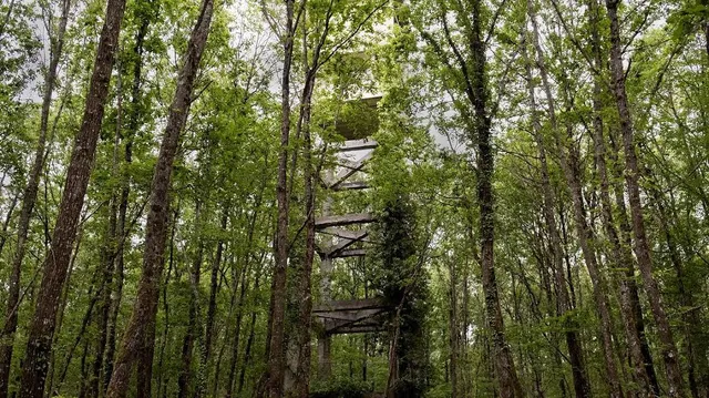 Forêt Domaniale de Blois