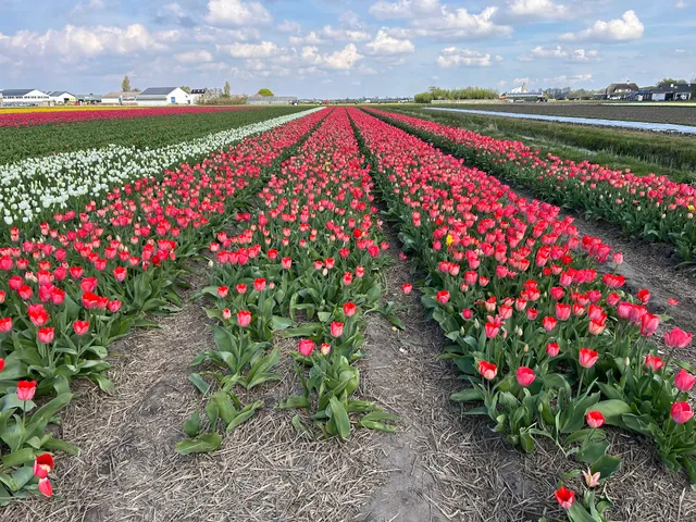 Rent-a-Bike - Keukenhof
