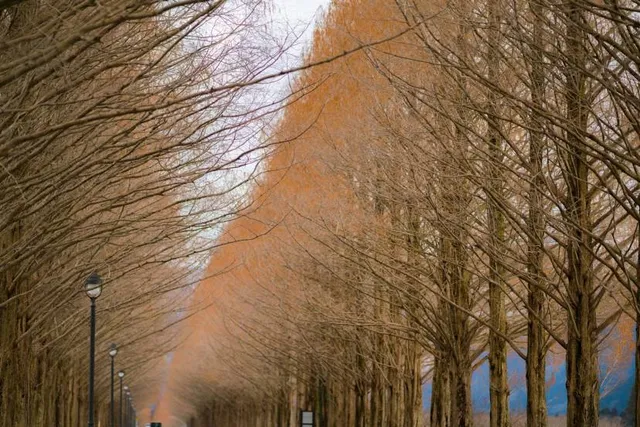 Takashima City Agricultural Park Makino Pick land