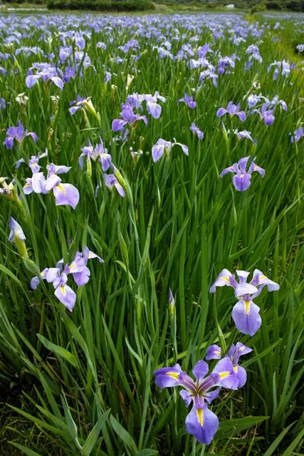 Purple Iris Fields