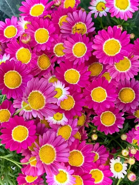 Kea Farm Market Car Park