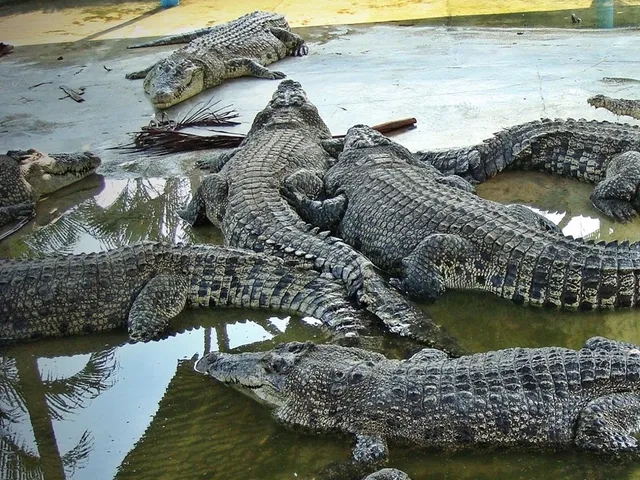 Crocodile World