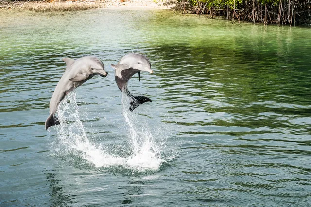 Cienfuegos Dolphinarium