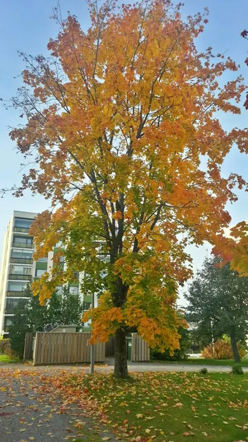 Vaasa Museum of Labor