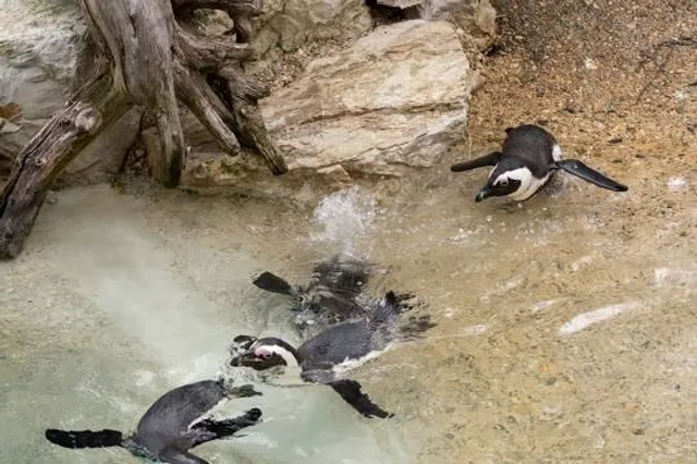 Biotropica, animal gardens