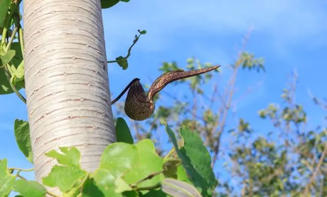 Cheslyn House & Gardens