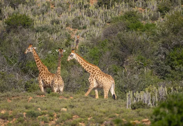 Magic Hills Private Game Reserve