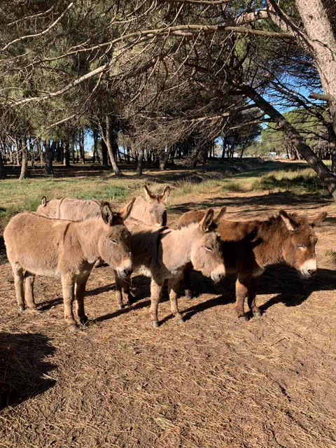 PINE FOREST OF BASTIDON (Protected Natural Site)
