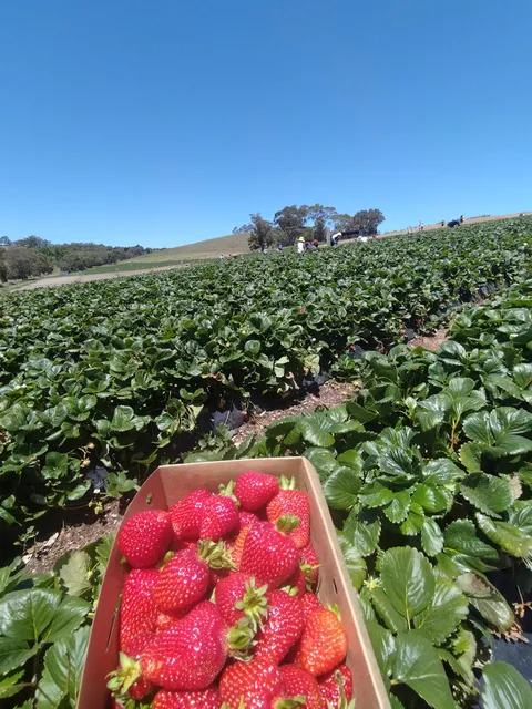 Beerenberg Farm Cafe & The Dairy