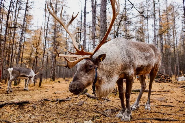 Aoluguya reindeer village