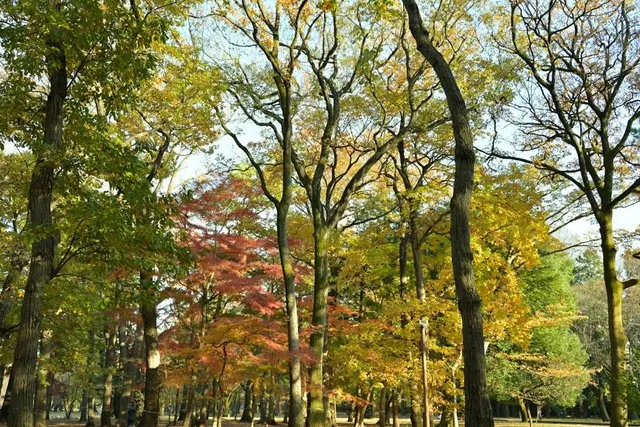 Koganei Park