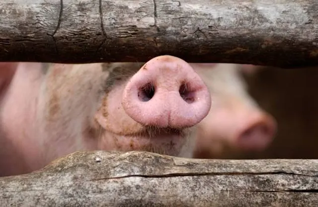Necropoli a Domus De Janas di Su Murrone