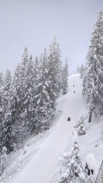 Hirscheckblitz Rodelbahn