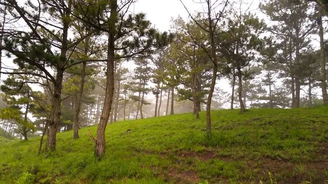 Yen Minh Pine Forests