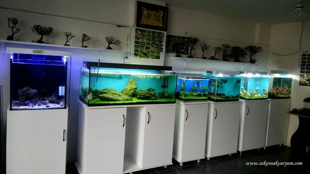Sakura Akvaryum