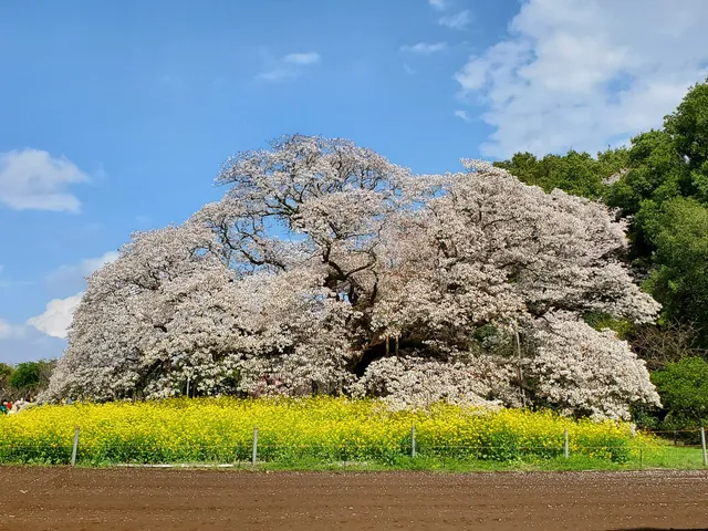 Yoshitaka's Big Cherry Tree