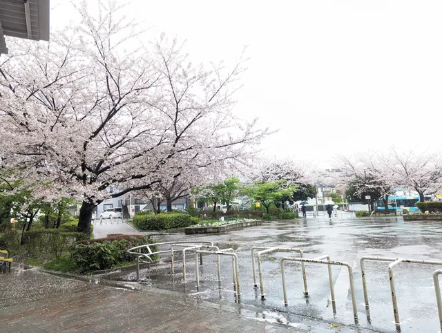 Sakura Park