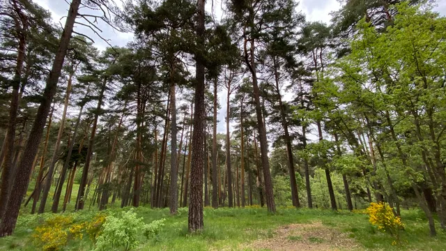 El Pinar de Hoyocasero