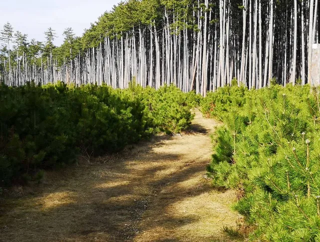 Gemeinde Weikersdorf am Steinfelde