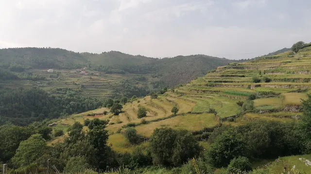 PR 24 AVV Trilho dos Socalcos de Sistelo