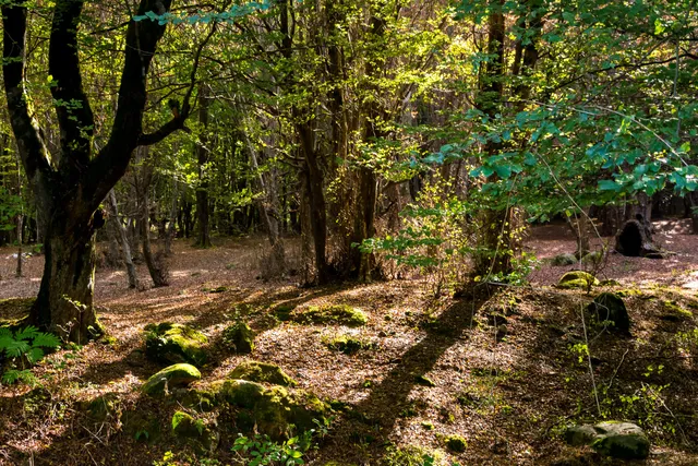 Imam Reza Forest Park
