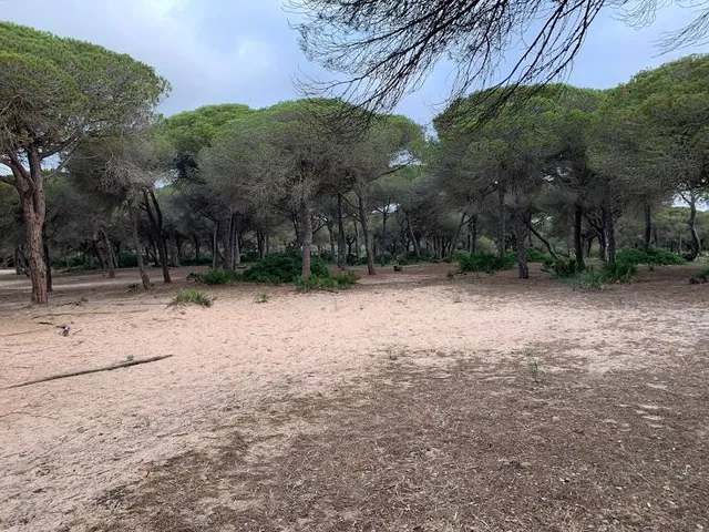 Pinar de la Barrosa