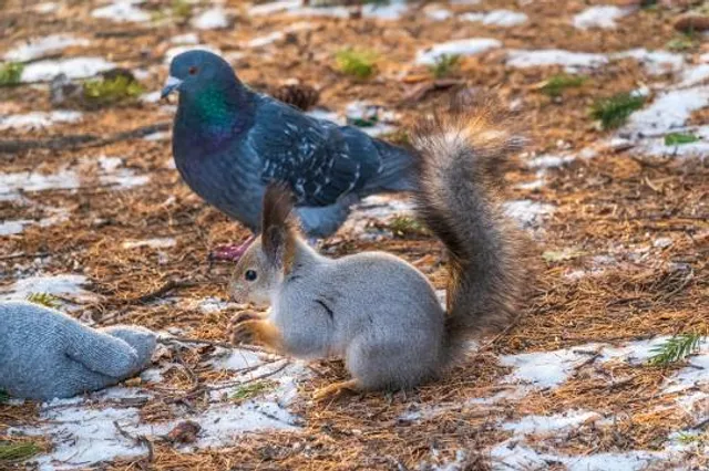 Zhukovskiy Gorodskoy Park