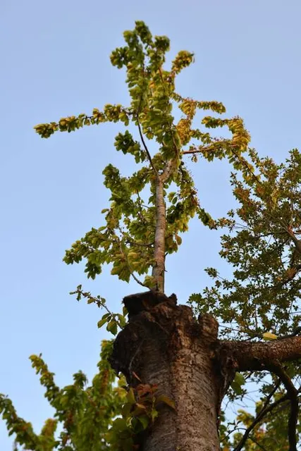 Auterive Adventures Parc